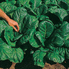 Load image into Gallery viewer, Buy Online High Quality Heirloom Mustard Green Seeds, Tendergreens | Buy Rare, And Extraordinary Heirloom Seeds - Seeds to Cherish