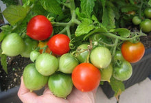 Load image into Gallery viewer, Buy Online High Quality Heirloom Dwarf Tomato Seeds, Geranium Kiss, Organic, Non Gmo, Patio Gardening, Container Plant, Hydroponics | Buy Rare, And Extraordinary Heirloom Seeds - Seeds to Che