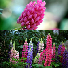 Load image into Gallery viewer, Buy Online High Quality Lupine Flower Mix Seeds, Russell, Colorful Mix, | Buy Rare, And Extraordinary Heirloom Seeds - Seeds to Cherish