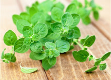 Load image into Gallery viewer, Buy Online High Quality Heirloom Italian Oregano Seeds, Non Gmo | Buy Rare, And Extraordinary Heirloom Seeds - Seeds to Cherish
