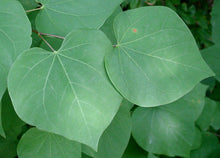 Load image into Gallery viewer, Buy Online High Quality Heirloom Chinese Redbud Tree Seeds Beautiful Pink Flowering Tree | Buy Rare, And Extraordinary Heirloom Seeds - Seeds to Cherish