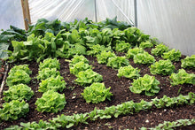 Load image into Gallery viewer, Buy Online High Quality Tom Thumb Minature Lettuce, Heirloom Seeds, Organic, | Buy Rare, And Extraordinary Heirloom Seeds - Seeds to Cherish