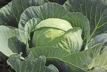 Load image into Gallery viewer, Buy Online High Quality Heirloom Brunswick Cabbage Seeds Organic | Buy Rare, And Extraordinary Heirloom Seeds - Seeds to Cherish
