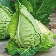 Load image into Gallery viewer, Buy Online High Quality Heirloom Cabbage, Early Jersey Wakefield Seeds | Buy Rare, And Extraordinary Heirloom Seeds - Seeds to Cherish
