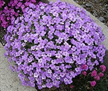 Load image into Gallery viewer, Buy Online High Quality Thyme Organic Seeds, Non Gmo | Buy Rare, And Extraordinary Heirloom Seeds - Seeds to Cherish