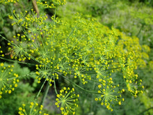 Load image into Gallery viewer, Buy Online High Quality Grow Your Own Herbs Garden Kit, Organic | Buy Rare, And Extraordinary Heirloom Seeds - Seeds to Cherish