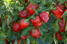 Load image into Gallery viewer, Buy Online High Quality Heirloom Sweet Red Bell Pepper Seeds, Organic, Non Gmo, USA | Buy Rare, And Extraordinary Heirloom Seeds - Seeds to Cherish
