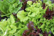 Load image into Gallery viewer, Buy Online High Quality Lettuce Seed Mix, 8 varieties, Heirloom, Organic | Buy Rare, And Extraordinary Heirloom Seeds - Seeds to Cherish