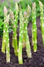 Load image into Gallery viewer, Buy Online High Quality Asparagus Heirloom Seeds, Mary Washington | Buy Rare, And Extraordinary Heirloom Seeds - Seeds to Cherish