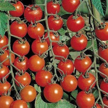 Load image into Gallery viewer, Buy Online High Quality 15 Varieties, Heirloom Vegetable Garden Seed Kit, Organic, Non Gmo | Buy Rare, And Extraordinary Heirloom Seeds - Seeds to Cherish
