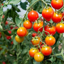 Load image into Gallery viewer, Buy Online High Quality Heirloom Tomato Seeds, Chadwick Cherry, Organic, NON GMO, USA, Early Producer | Buy Rare, And Extraordinary Heirloom Seeds - Seeds to Cherish
