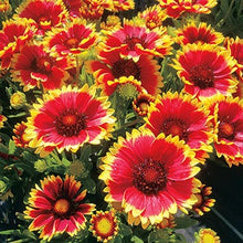 Load image into Gallery viewer, Buy Online High Quality Heirloom Indian Blanket, Gillardia Flower Seeds, | Buy Rare, And Extraordinary Heirloom Seeds - Seeds to Cherish
