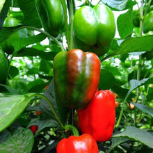 Load image into Gallery viewer, Buy Online High Quality Heirloom Sweet Red Bell Pepper Seeds, Organic, Non Gmo, USA | Buy Rare, And Extraordinary Heirloom Seeds - Seeds to Cherish