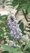 Load image into Gallery viewer, Buy Online High Quality Vitex Tree Seeds, Chaste Tree, Lilac, Flowering Tree | Buy Rare, And Extraordinary Heirloom Seeds - Seeds to Cherish