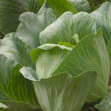 Load image into Gallery viewer, Buy Online High Quality Heirloom Brunswick Cabbage Seeds Organic | Buy Rare, And Extraordinary Heirloom Seeds - Seeds to Cherish