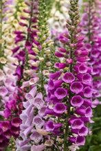 Load image into Gallery viewer, Buy Online High Quality Foxglove, Mixed Flower Seeds, Digitalis, | Buy Rare, And Extraordinary Heirloom Seeds - Seeds to Cherish