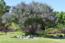 Load image into Gallery viewer, Buy Online High Quality Vitex Tree Seeds, Chaste Tree, Lilac, Flowering Tree | Buy Rare, And Extraordinary Heirloom Seeds - Seeds to Cherish
