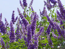 Load image into Gallery viewer, Buy Online High Quality Vitex Tree Seeds, Chaste Tree, Lilac, Flowering Tree | Buy Rare, And Extraordinary Heirloom Seeds - Seeds to Cherish