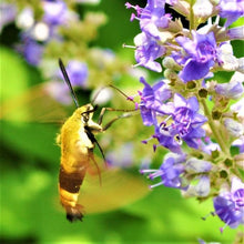 Load image into Gallery viewer, Buy Online High Quality Vitex Tree Seeds, Chaste Tree, Lilac, Flowering Tree | Buy Rare, And Extraordinary Heirloom Seeds - Seeds to Cherish