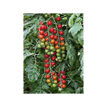 Load image into Gallery viewer, Buy Online High Quality Sweet Aperitif Cherry Tomato Seeds, Heirloom, Organic, Non Gmo, Sweetest Tomato in the World, High Yielding, Garden Gift | Buy Rare, And Extraordinary Heirloom Seeds -
