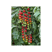 Load image into Gallery viewer, Buy Online High Quality Sweet Aperitif Cherry Tomato Seeds, Heirloom, Organic, Non Gmo, Sweetest Tomato in the World, High Yielding, Garden Gift | Buy Rare, And Extraordinary Heirloom Seeds -