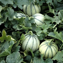 Load image into Gallery viewer, Buy Online High Quality Heirloom Charentais Cantaloupe Seeds, Rare Heirloom, Organic, Non Gmo, One of the Sweetest Melons | Buy Rare, And Extraordinary Heirloom Seeds - Seeds to Cherish

