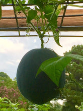 Load image into Gallery viewer, Buy Online High Quality Sugar Baby Watermelon Seeds, Heirloom Seeds, Ice Box Melon, Organic, USA, Small Melons | Buy Rare, And Extraordinary Heirloom Seeds - Seeds to Cherish