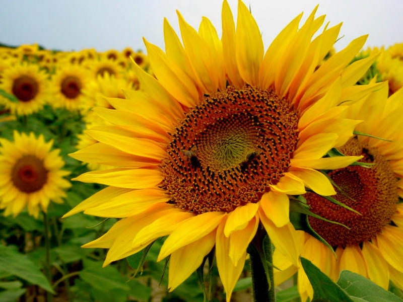 big sunflower seeds for planting Large Sunflower Seeds