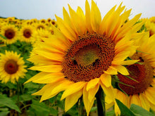 Load image into Gallery viewer, Buy Online High Quality Large Sunflower Seeds | Buy Rare, And Extraordinary Heirloom Seeds - Seeds to Cherish
