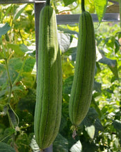 Load image into Gallery viewer, Buy Online High Quality 20 Loofah Sponge Gourd Seeds, Luffa, Heirloom, Organic, Non Gmo, USA | Buy Rare, And Extraordinary Heirloom Seeds - Seeds to Cherish