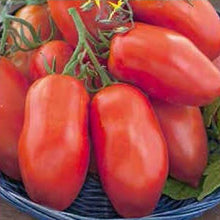 Load image into Gallery viewer, Buy Online High Quality Heirloom San Marzano Tomato Seeds, Organic, An Old Italian Tomato, | Buy Rare, And Extraordinary Heirloom Seeds - Seeds to Cherish