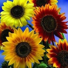 Load image into Gallery viewer, Buy Online High Quality Sunflower Seed Mixture, | Buy Rare, And Extraordinary Heirloom Seeds - Seeds to Cherish