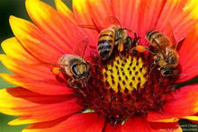 Load image into Gallery viewer, Buy Online High Quality Dazzler Blanket Flower Seeds, Indian Blanket, Sun Gillardia, | Buy Rare, And Extraordinary Heirloom Seeds - Seeds to Cherish