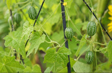 Load image into Gallery viewer, Buy Online High Quality Heirloom Mexican Sour Gherkin Cucamelon Seeds | Buy Rare, And Extraordinary Heirloom Seeds - Seeds to Cherish
