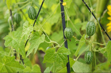 Load image into Gallery viewer, Buy Online High Quality Heirloom Mexican Sour Gherkin Cucamelon Seeds | Buy Rare, And Extraordinary Heirloom Seeds - Seeds to Cherish
