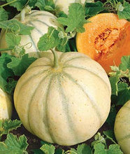 Load image into Gallery viewer, Buy Online High Quality Heirloom Charentais Cantaloupe Seeds, Rare Heirloom, Organic, Non Gmo, One of the Sweetest Melons | Buy Rare, And Extraordinary Heirloom Seeds - Seeds to Cherish