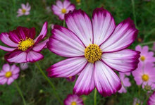 Load image into Gallery viewer, Buy Online High Quality Cosmos Seeds, Pink, Purple, Flower Seeds, | Buy Rare, And Extraordinary Heirloom Seeds - Seeds to Cherish
