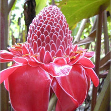 Load image into Gallery viewer, Buy Online High Quality Tropical Ginger Flower Seeds, Etlingera Elatior, Cut Flower, Tropical Hawaiian, Ginger Lily | Buy Rare, And Extraordinary Heirloom Seeds - Seeds to Cherish