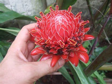 Load image into Gallery viewer, Buy Online High Quality Tropical Ginger Flower Seeds, Etlingera Elatior, Cut Flower, Tropical Hawaiian, Ginger Lily | Buy Rare, And Extraordinary Heirloom Seeds - Seeds to Cherish