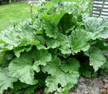 Load image into Gallery viewer, Buy Online High Quality Heirloom Zucchini Seeds, Black Beauty | Buy Rare, And Extraordinary Heirloom Seeds - Seeds to Cherish