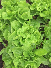 Load image into Gallery viewer, Buy Online High Quality Tom Thumb Minature Lettuce, Heirloom Seeds, Organic, | Buy Rare, And Extraordinary Heirloom Seeds - Seeds to Cherish