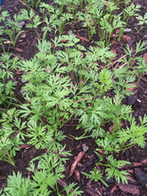 Load image into Gallery viewer, Buy Online High Quality Heirloom Carrot Seeds, Scarlet Nantes, Sweet, Coreless carrot, Non Gmo, USA, Easy to Grow, Fun for Kids | Buy Rare, And Extraordinary Heirloom Seeds - Seeds to Cherish