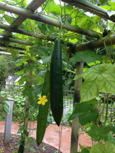 Load image into Gallery viewer, Buy Online High Quality 20 Loofah Sponge Gourd Seeds, Luffa, Heirloom, Organic, Non Gmo, USA | Buy Rare, And Extraordinary Heirloom Seeds - Seeds to Cherish
