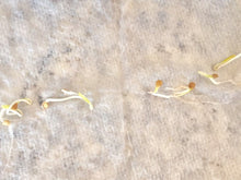 Load image into Gallery viewer, Buy Online High Quality Heirloom Big Rainbow Tomato Seeds, Organic | Buy Rare, And Extraordinary Heirloom Seeds - Seeds to Cherish