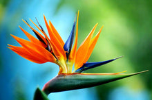 Load image into Gallery viewer, Buy Online High Quality Birds of Paradise Seeds, Orange, Tropical Flower | Buy Rare, And Extraordinary Heirloom Seeds - Seeds to Cherish