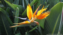 Load image into Gallery viewer, Buy Online High Quality Birds of Paradise Seeds, Orange, Tropical Flower | Buy Rare, And Extraordinary Heirloom Seeds - Seeds to Cherish
