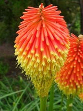 Load image into Gallery viewer, Buy Online High Quality Red Hot Poker Flower Seeds, Torch Lily, Tritoma Uvaria, Kniphofia Aloides, Zones 5-10, Drought Tolerant | Buy Rare, And Extraordinary Heirloom Seeds - Seeds to Cherish