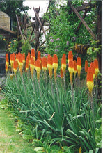 Load image into Gallery viewer, Buy Online High Quality Red Hot Poker Flower Seeds, Torch Lily, Tritoma Uvaria, Kniphofia Aloides, Zones 5-10, Drought Tolerant | Buy Rare, And Extraordinary Heirloom Seeds - Seeds to Cherish