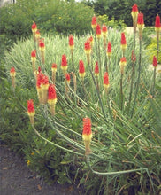 Load image into Gallery viewer, Buy Online High Quality Red Hot Poker Flower Seeds, Torch Lily, Tritoma Uvaria, Kniphofia Aloides, Zones 5-10, Drought Tolerant | Buy Rare, And Extraordinary Heirloom Seeds - Seeds to Cherish
