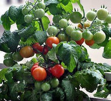 Load image into Gallery viewer, Buy Online High Quality Heirloom Dwarf Tiny Tim Tomato Seeds, | Buy Rare, And Extraordinary Heirloom Seeds - Seeds to Cherish